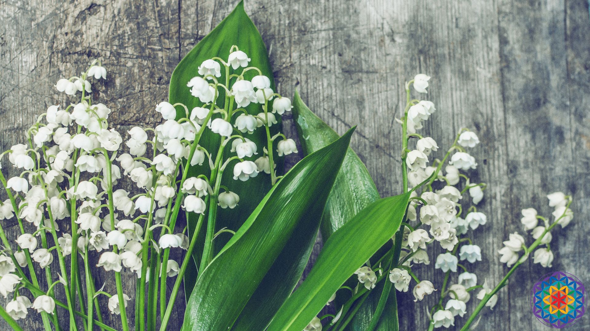 Giglio di maggio