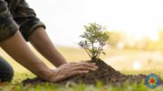 giornata mondiale degli alberi